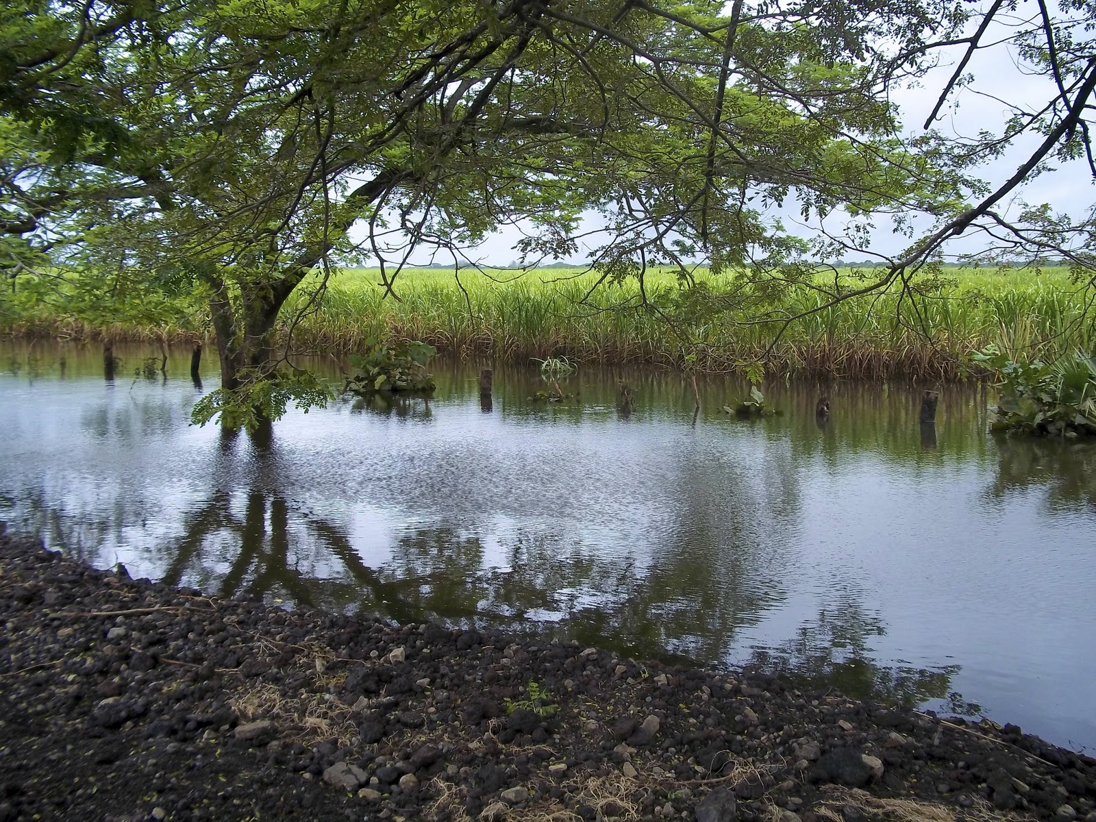 Flooded field in Nicaragua, Spring 2011